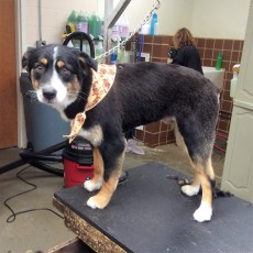 AUSTRALIAN SHEPHERD CLIPPER CUT 3