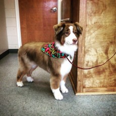 AUSTRALIAN SHEPHERD FEATHER TRIM 3