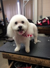 BICHON FRISE CLIPPER CUT 4