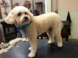 BICHON FRISE MIX PUPPY CUT 1
