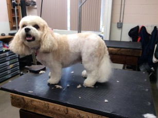 BICHON FRISE MIX PUPPY CUT 2