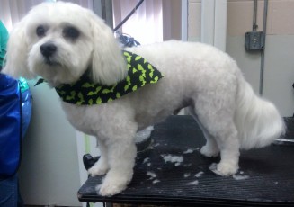 BICHON FRISE MIX PUPPYCUT 3