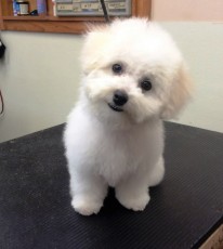 BICHON FRISE PUPPY WITH A PUPPY CUT