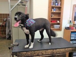 BORDER COLLIE CLIPPER CUT 1