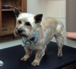 CAIRN TERRIER BREED GROOM 4