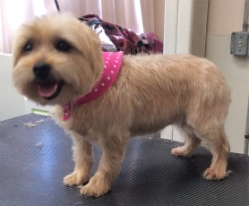CAIRN TERRIER CLIPPER CUT 2