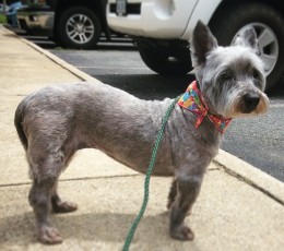 CAIRN TERRIER CLIPPER CUT 3