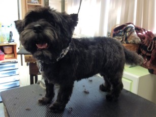 CAIRN TERRIER PUPPY CUT 1