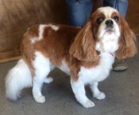 CAVALIER KING CHARLES PUPPY CUT 1