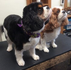 CAVALIER KING CHARLES PUPPY CUT