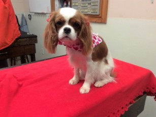 CAVALIER KING CHARLES SPANIEL BREED GROOM 1