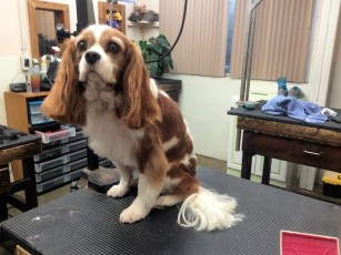 CAVALIER KING CHARLES SPANIEL FEATHER TRIM 1