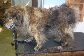 CHOW CLIPPER CUT (1) BEFORE