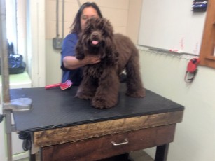 COCKER SPANIEL BREED GROOM (1) BEFORE