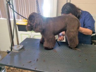 COCKER SPANIEL BREED GROOM (2) AFTER