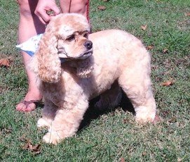 COCKER SPANIEL BREED GROOM WITH A FULL HEAD 1