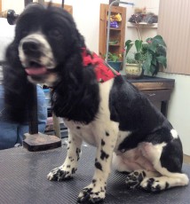 COCKER SPANIEL CLIPPER CUT 4