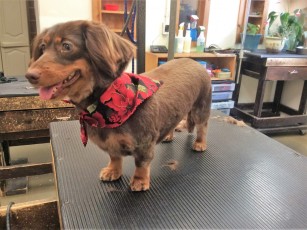 DACHSHUND (LONG-HAIRED) CLIPPER CUT 1