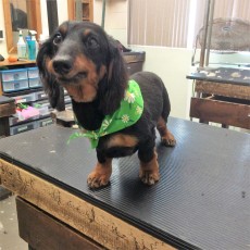 DACHSHUND (LONG-HAIRED) CLIPPER CUT 2