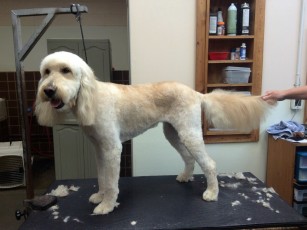 DOODLE CLIPPER CUT 2