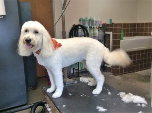 DOODLE CLIPPER CUT 3