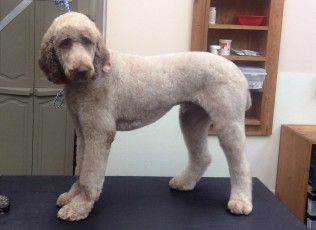 DOODLE PUPPY CUT 4