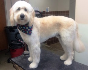 DOODLE PUPPY CUT 5