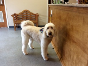 DOODLE PUPPY CUT 6
