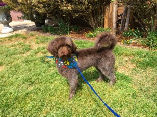DOODLE PUPPY CUT 7