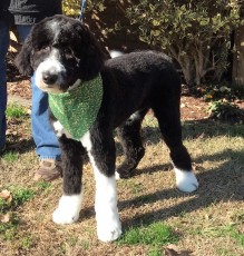 DOODLE PUPPY CUT (SHORT) 2