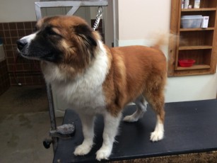 FEATHER TRIM ON A BORDER COLLIE MIX (1) BEFORE