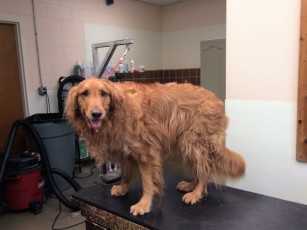 GOLDEN RETRIEVER FEATHER TRIM (1) BEFORE