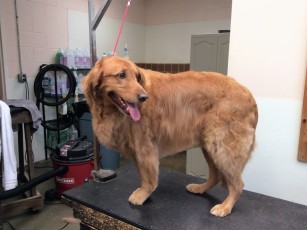 GOLDEN RETRIEVER FEATHER TRIM (2) AFTER