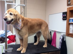 GOLDEN RETRIEVER FEATHER TRIM 7