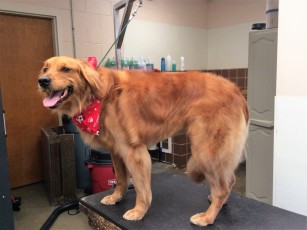 GOLDEN RETRIEVER FEATHER TRIM 8