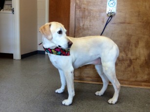 LAB CLIPPER CUT 3
