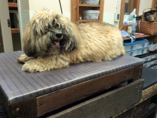 LHASA APSO CLIPPER CUT (1) BEFORE
