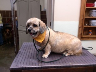 LHASA APSO CLIPPER CUT (2) AFTER