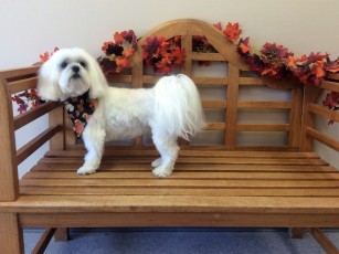 MALTESE PUPPY CUT 3