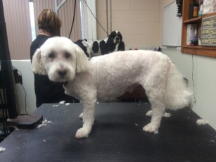 PERSONALITY CUT ON A BICHON MIX