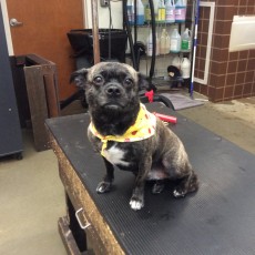 PERSONALITY CUT ON A CHIHUAHUA MIX 1