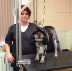 PERSONALITY CUT ON A COCKAPOO 1