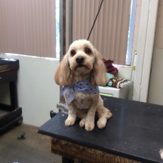 PERSONALITY CUT ON A COCKAPOO 2