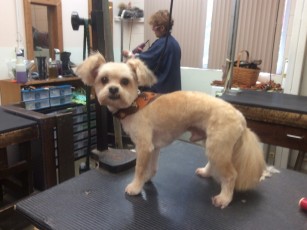 PERSONALITY CUT ON A PEKAPOO 3