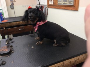 PERSONALITY CUT ON A PEKINGESE MIX 1