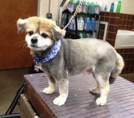 PERSONALITY CUT ON A PEKINGESE MIX 2