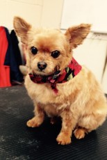 PERSONALITY CUT ON A POMERANIAN MIX 1