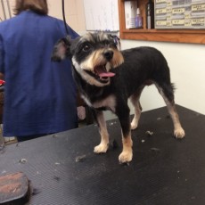 PERSONALITY CUT ON A SCHNAUZER MIX 1