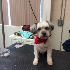 PERSONALITY CUT ON A SCHNOODLE 1