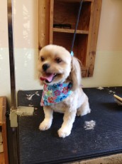 PERSONALITY CUT ON A SHIH TZU MIX 1